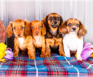 Medium Dachshund