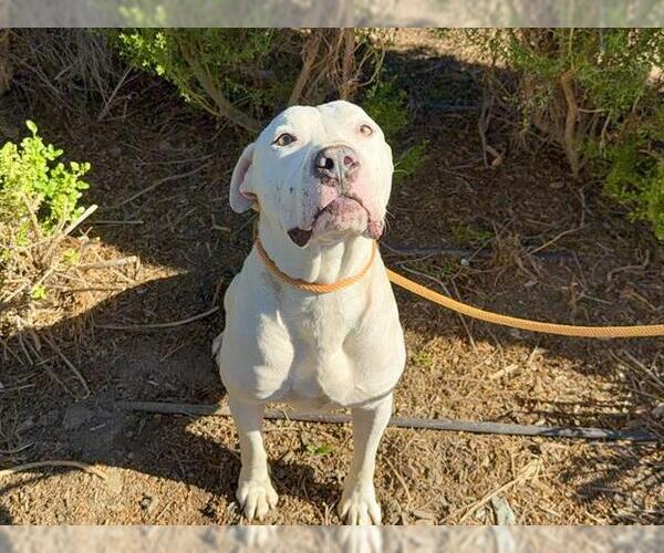 Medium Photo #1 American Pit Bull Terrier Puppy For Sale in Orange, CA, USA