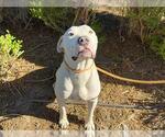 Small American Pit Bull Terrier