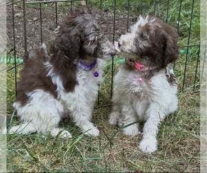 Maltipoo (Miniature) Dog for Adoption in VENETA, Oregon USA