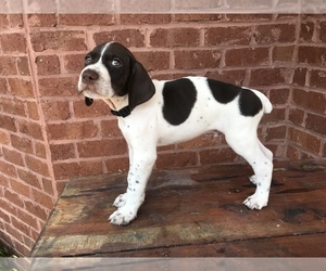 German Shorthaired Pointer Puppy for sale in MACON, GA, USA