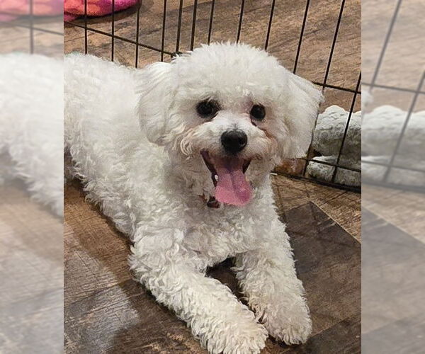 Medium Photo #1 Bichon Frise Puppy For Sale in Pottstown, PA, USA