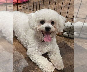 Bichon Frise Dogs for adoption in Pottstown, PA, USA