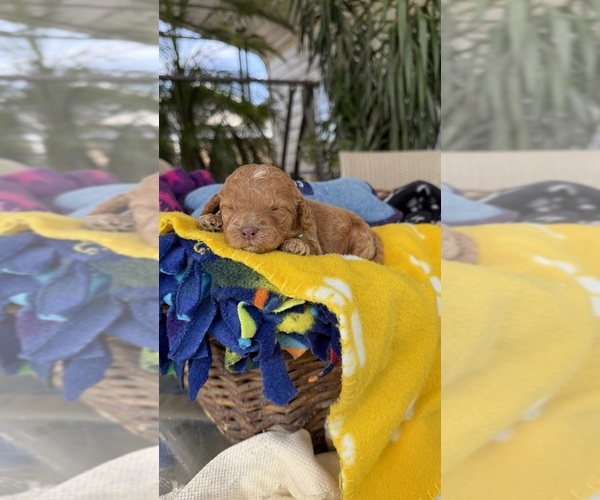 Medium Photo #4 Labradoodle Puppy For Sale in FRESNO, CA, USA