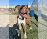 Small #10 Boxer Mix