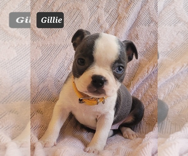 Medium Photo #14 Boston Terrier Puppy For Sale in MINERAL WELLS, WV, USA
