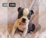Small Photo #14 Boston Terrier Puppy For Sale in MINERAL WELLS, WV, USA