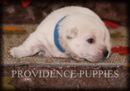 Small Photo #4 West Highland White Terrier Puppy For Sale in COPPOCK, IA, USA