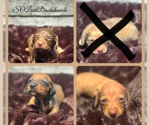 Dachshund Puppy for Sale in JACKSONVILLE, Florida USA