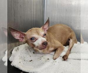 Chihuahua Dogs for adoption in San Antonio, TX, USA