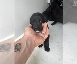 Labrador Retriever-Unknown Mix Dogs for adoption in Houston, TX, USA