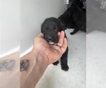 Small Labrador Retriever Mix