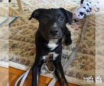 Small #7 Australian Shepherd Mix