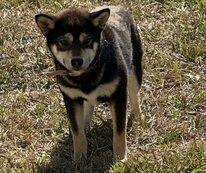 Mother of the Shiba Inu puppies born on 02/19/2025