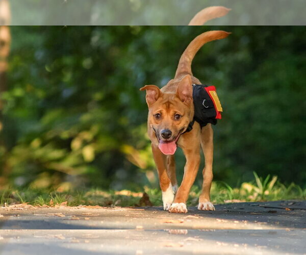 Medium Photo #2 Mutt Puppy For Sale in Rustburg, VA, USA