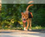 Small #1 Mutt
