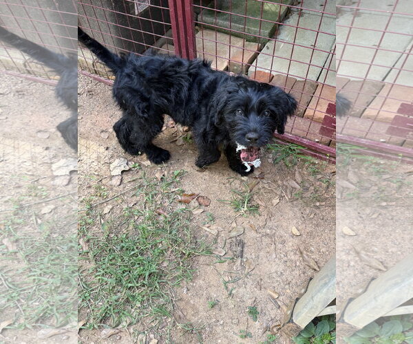Medium Photo #7 Aussiedoodle Puppy For Sale in McDonough, GA, USA