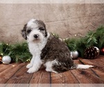 Small #2 Cavapoo (Toy)