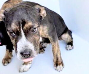 Staffordshire Bull Terrier Dogs for adoption in Houston, TX, USA