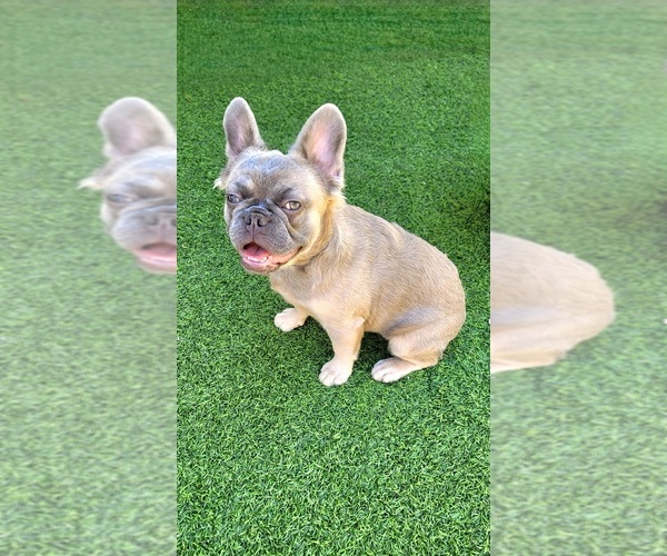 Medium Photo #7 French Bulldog Puppy For Sale in LAS VEGAS, NV, USA