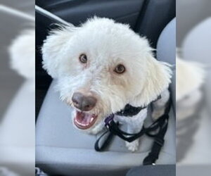 Poodle (Miniature)-Unknown Mix Dogs for adoption in Corona, CA, USA