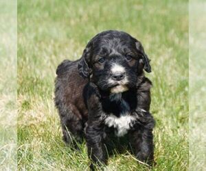 Poodle (Standard)-Springerdoodle Mix Puppy for sale in SAINT IGNATIUS, MT, USA