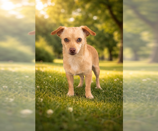 Medium Photo #1 Chihuahua Puppy For Sale in Menifee, CA, USA