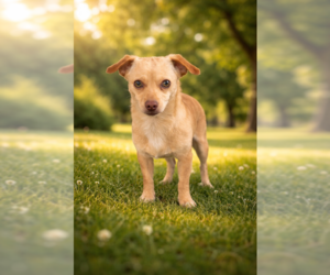 Chihuahua Dogs for adoption in Menifee, CA, USA