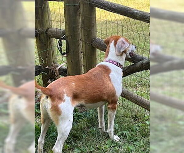 Medium Photo #2 Beagle-Unknown Mix Puppy For Sale in Rustburg, VA, USA