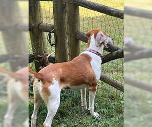 Ollie: “My Home to Yours” - Female Beagle-Unknown Mix Dog for Adoption - Photo #2