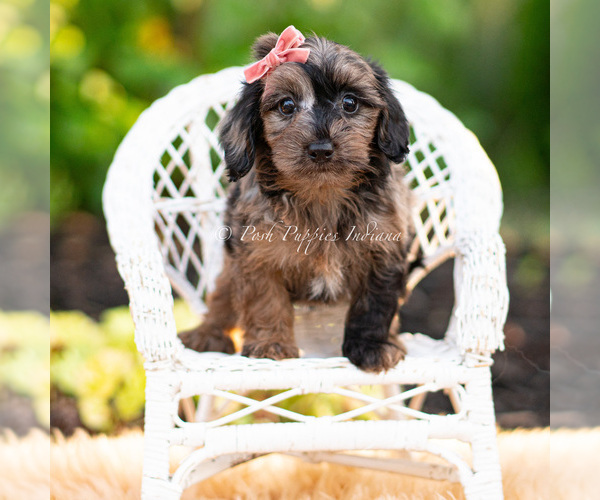 Medium Photo #7 Yorkipoo Puppy For Sale in WARSAW, IN, USA