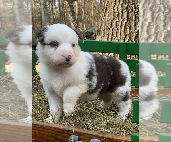 Medium Photo #1 Australian Shepherd Puppy For Sale in ROYALSTON, MA, USA
