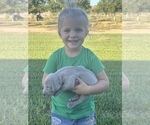 Small Photo #19 Weimaraner Puppy For Sale in WILLOWS, CA, USA