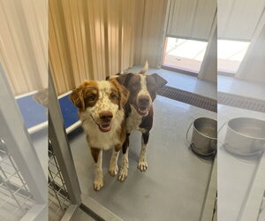 SPONSOR OR FOSTER ME - Comet - Male Australian Shepherd-Unknown Mix Dog for Adoption - Photo #2