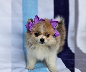 Pomeranian Puppy for sale in INDIANAPOLIS, IN, USA