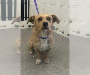 Mutt Dogs for adoption in San Bernardino, CA, USA