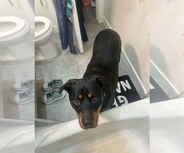 Medium Photo #7 Rottweiler Puppy For Sale in Tustin, CA, USA