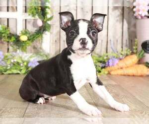 Boston Terrier Puppy for sale in MOUNT VERNON, OH, USA