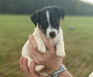 Jack Russell Terrier Puppy for sale in MONTICELLO, FL, USA