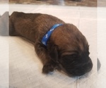 Small Photo #6 Mastiff Puppy For Sale in FULTON, NY, USA