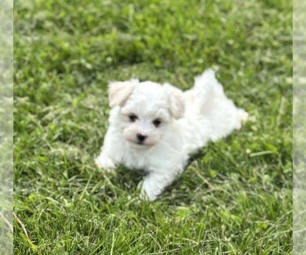Medium Photo #18 Maltese Puppy For Sale in ROCK STREAM, NY, USA