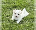 Small #17 Maltese