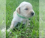 Small Photo #9 Golden Retriever Puppy For Sale in EDOM, TX, USA