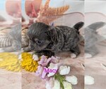 Small #3 Chihuahua