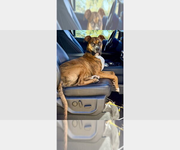 Medium Photo #1 Boxer Puppy For Sale in Austin, TX, USA