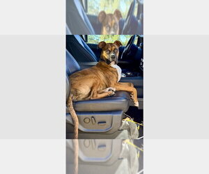 Boxer Dogs for adoption in Austin, TX, USA