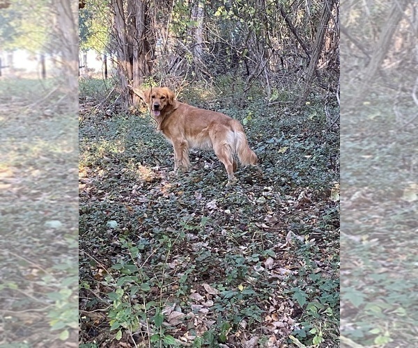 Medium Photo #8 Golden Retriever Puppy For Sale in RILEYVILLE, VA, USA