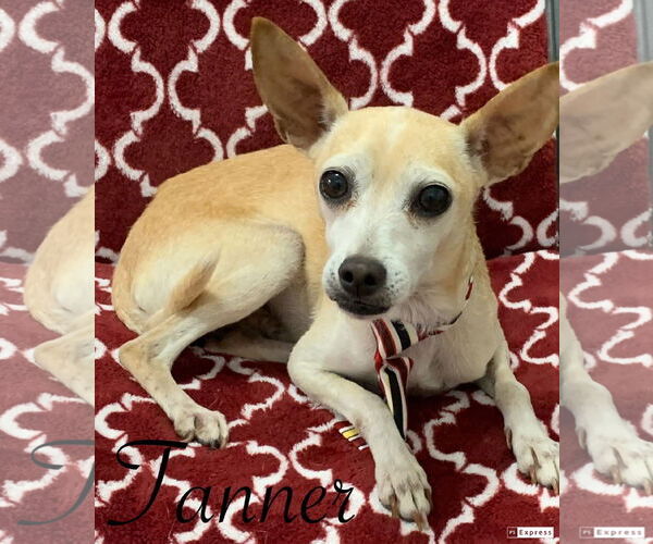 Medium Photo #1 Chihuahua-Unknown Mix Puppy For Sale in Oakhurst, NJ, USA