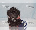 Small #2 Poodle (Toy)