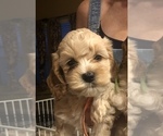 Small Photo #4 Cock-A-Poo Puppy For Sale in MCDONOUGH, GA, USA